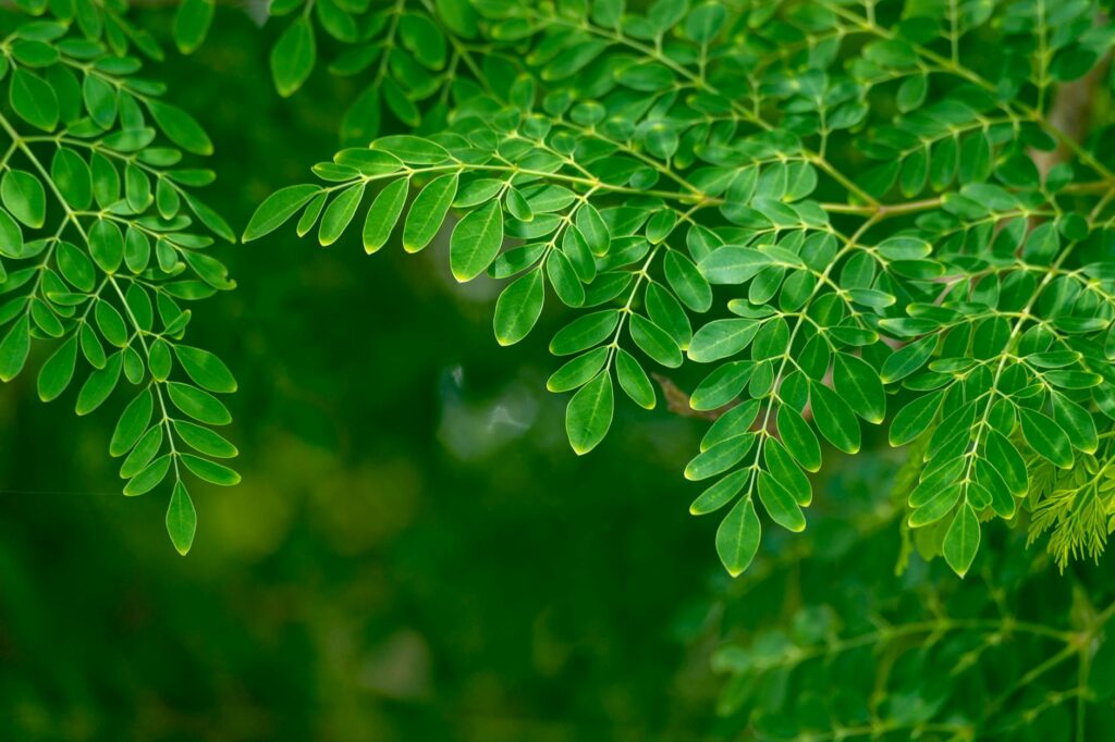close up shot of green leaves