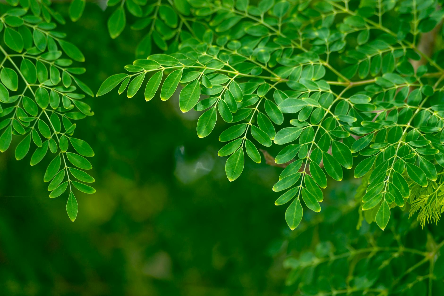 close up shot of green leaves