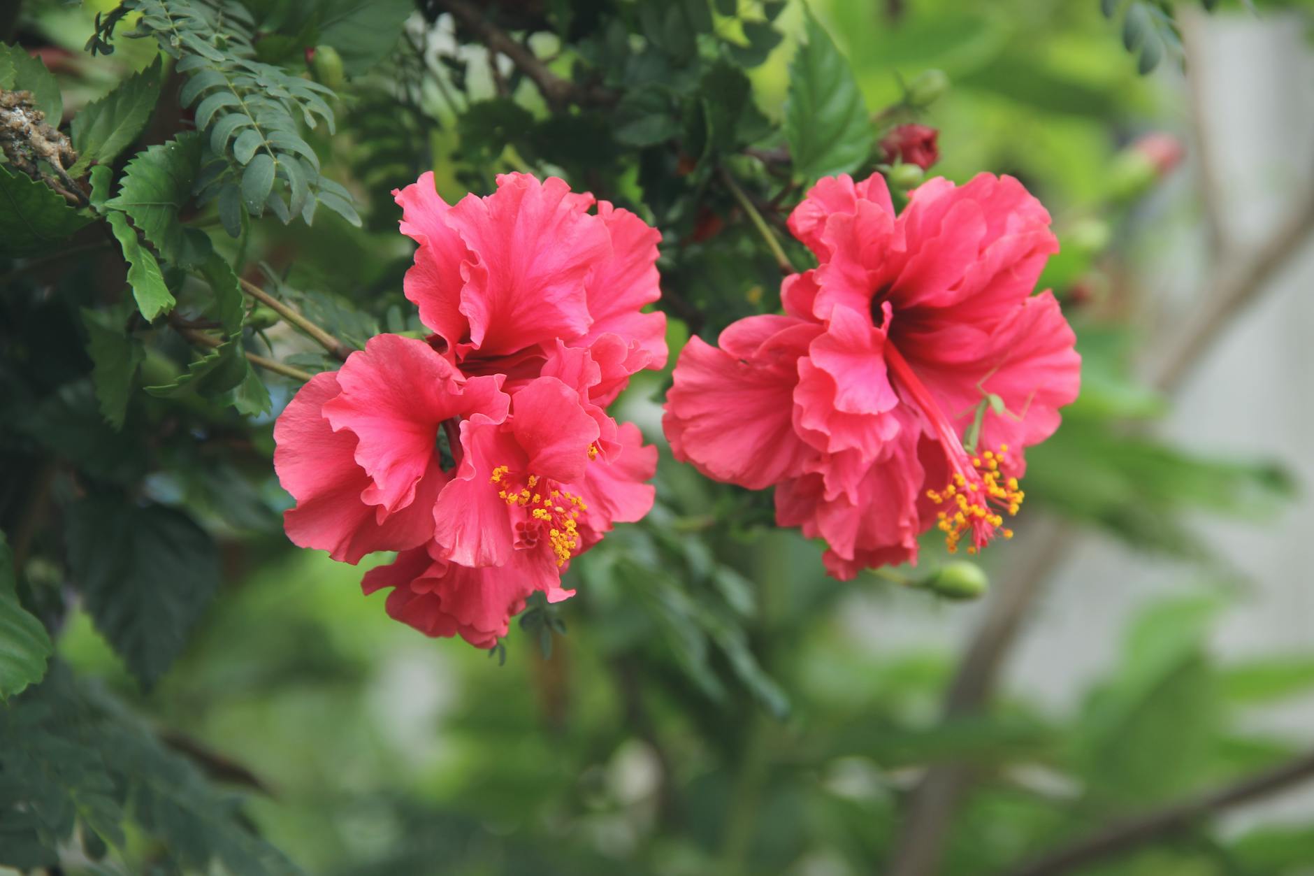 selective focus photography of pink petaled flower