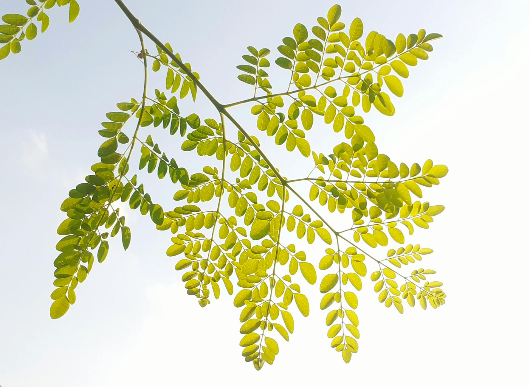 green leaves under clear sky